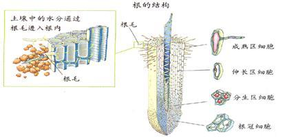 根_360百科