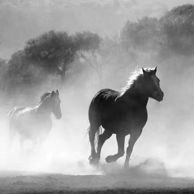 �����Ƽ�