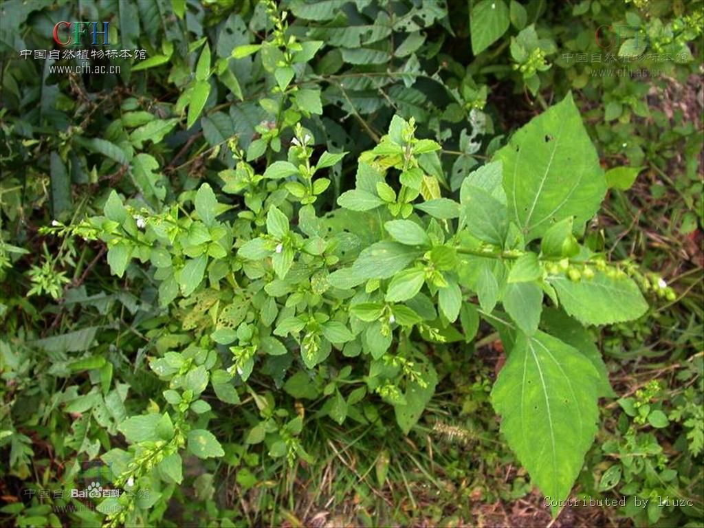 天名精_360百科