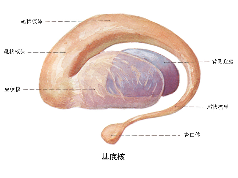 基底核图册_360百科
