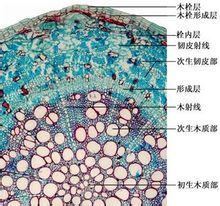 根_360百科