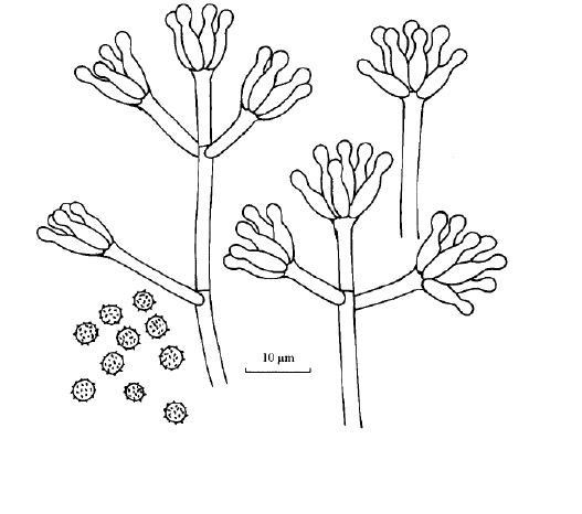 杨奇青霉菌种