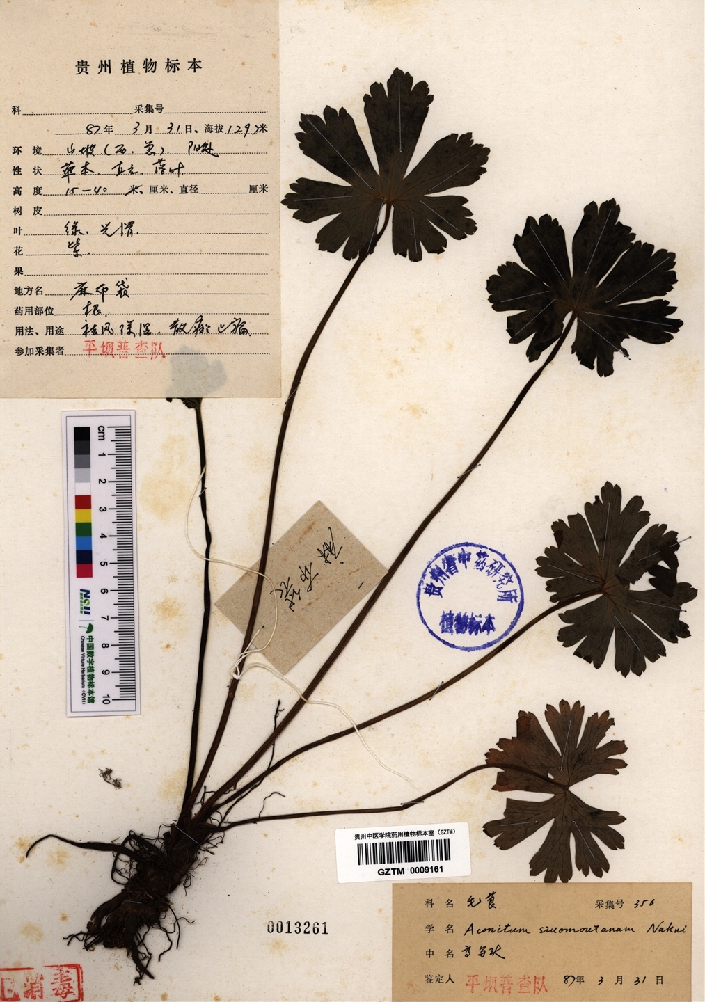 高乌头_360百科