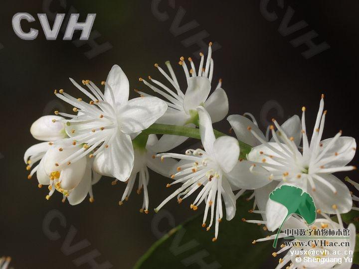 山矾花_360百科