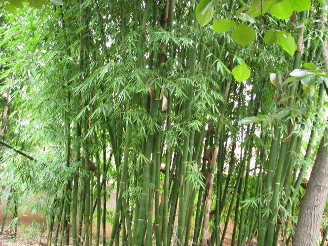 云南龙竹_360百科