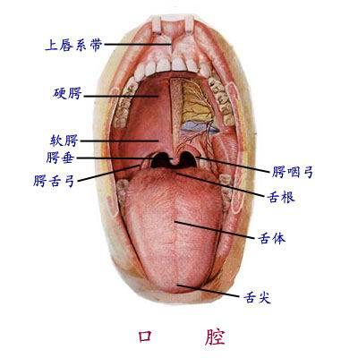 口腔溃疡 口腔疾病 360百科