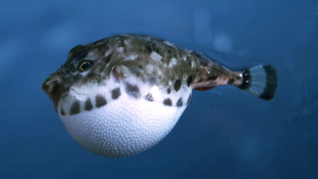 圆球雀鱼 | lethotremus muticus(动物 | 辐鳍鱼类)_技点百科_技点网