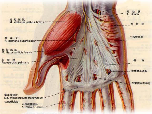 拇收肌筋膜图片