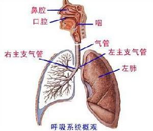 呼吸系统 360百科