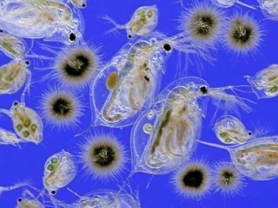深海生物_360百科