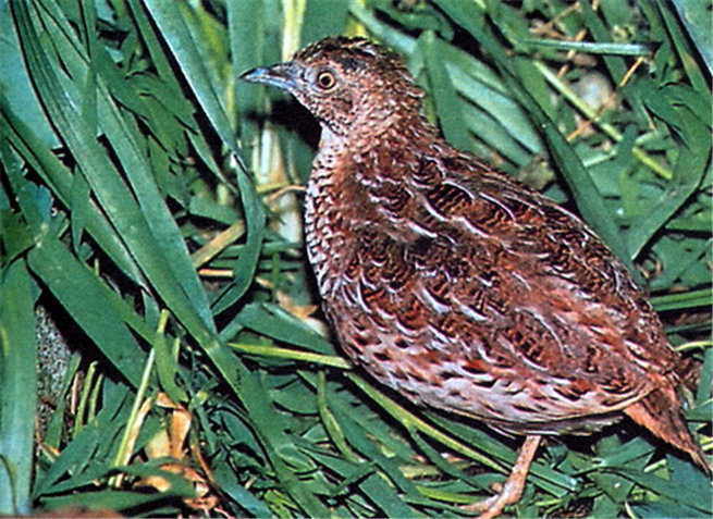 林三趾鹑