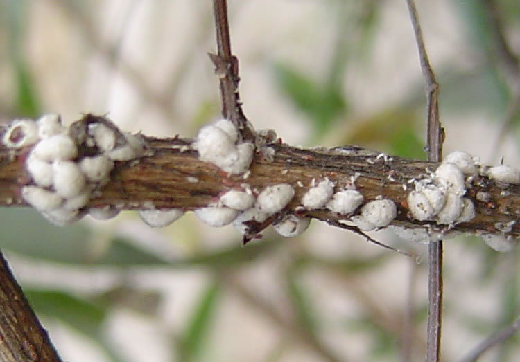 紫薇绒蚧属同翅目绒蚧科,危害紫薇,石榴等花木.