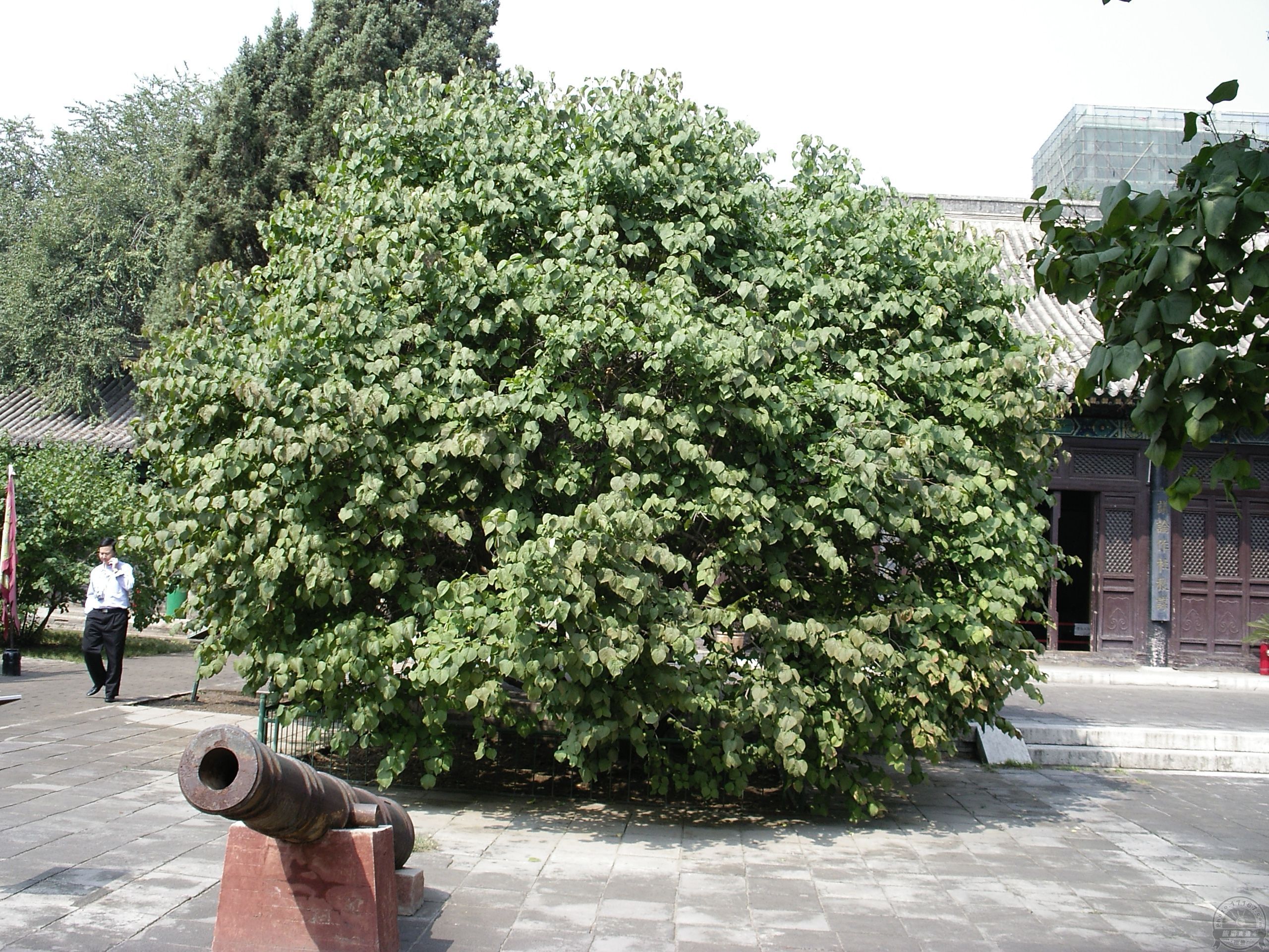 南京一棵树|摄影|风光摄影|请叫我随风1992 - 原创作品 - 站酷 (ZCOOL)