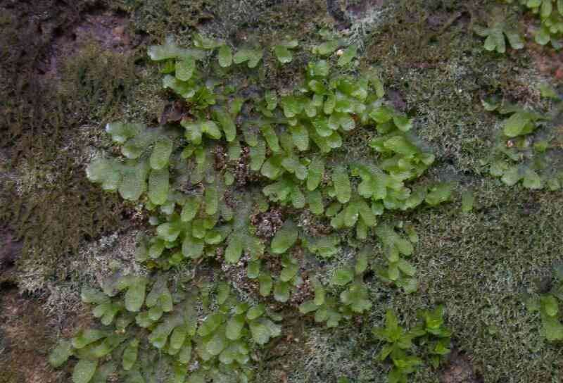 片叶苔属图册_360百科