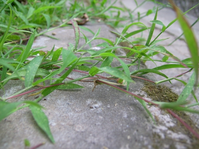 马唐 - 禾本目禾本科植物
