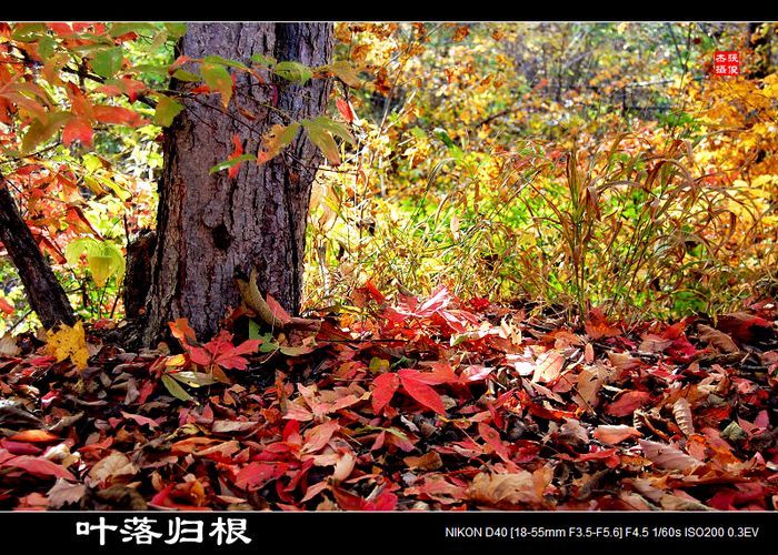 落叶归根图册_360百科