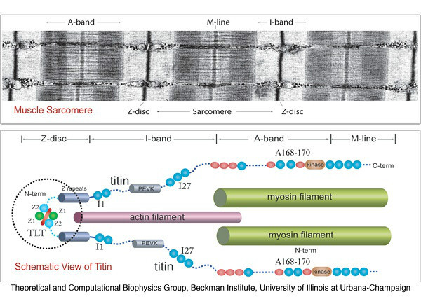 肌联蛋白 (生物化学 名词)