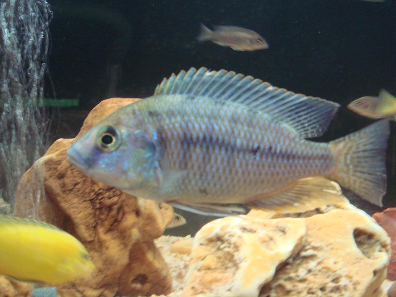 非洲慈鲷图册_360百科