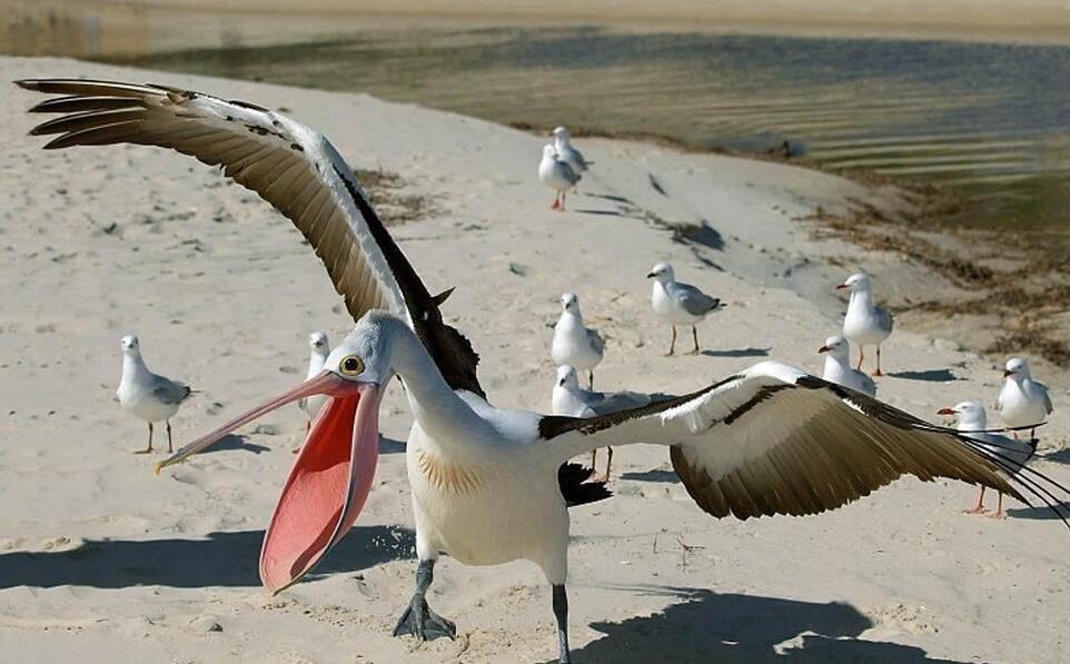 免费观看鹈鹕对阵马刺全场直播多路信号自由切换专业解说陪你共度精彩NBA赛事之夜