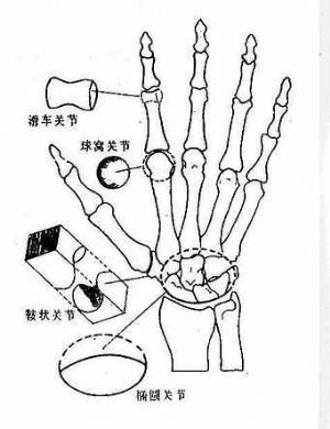 球窝关节(航海)球窝关节的两部分骨结构组成,是一种滑液关节,是最灵活