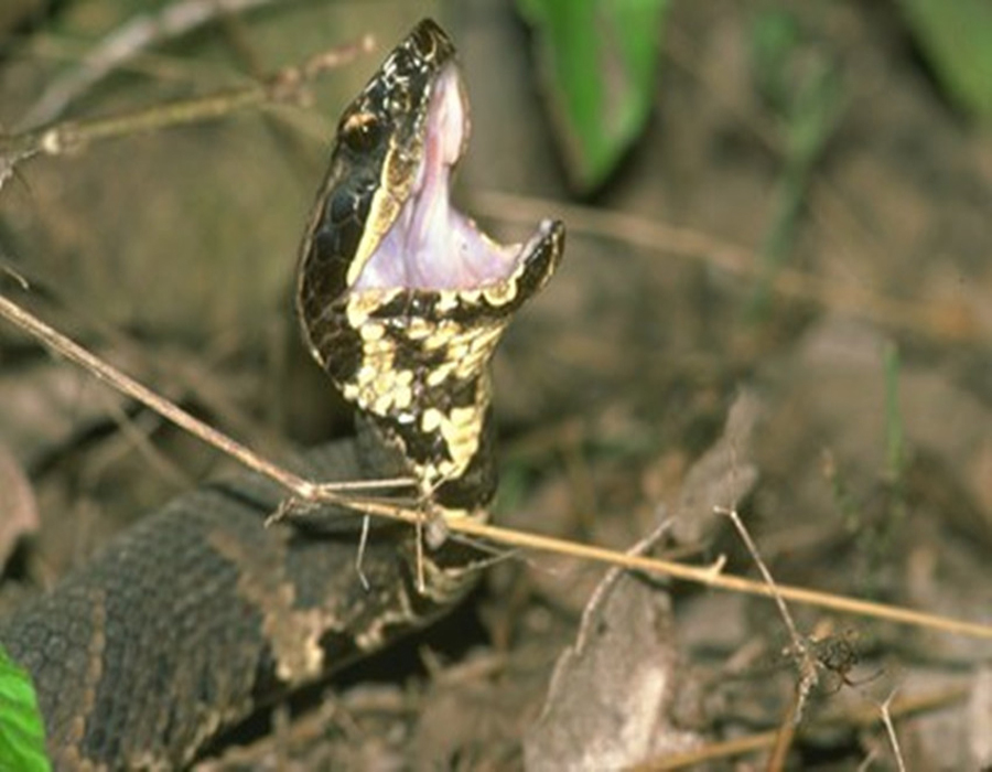 水腹蛇图册_360百科