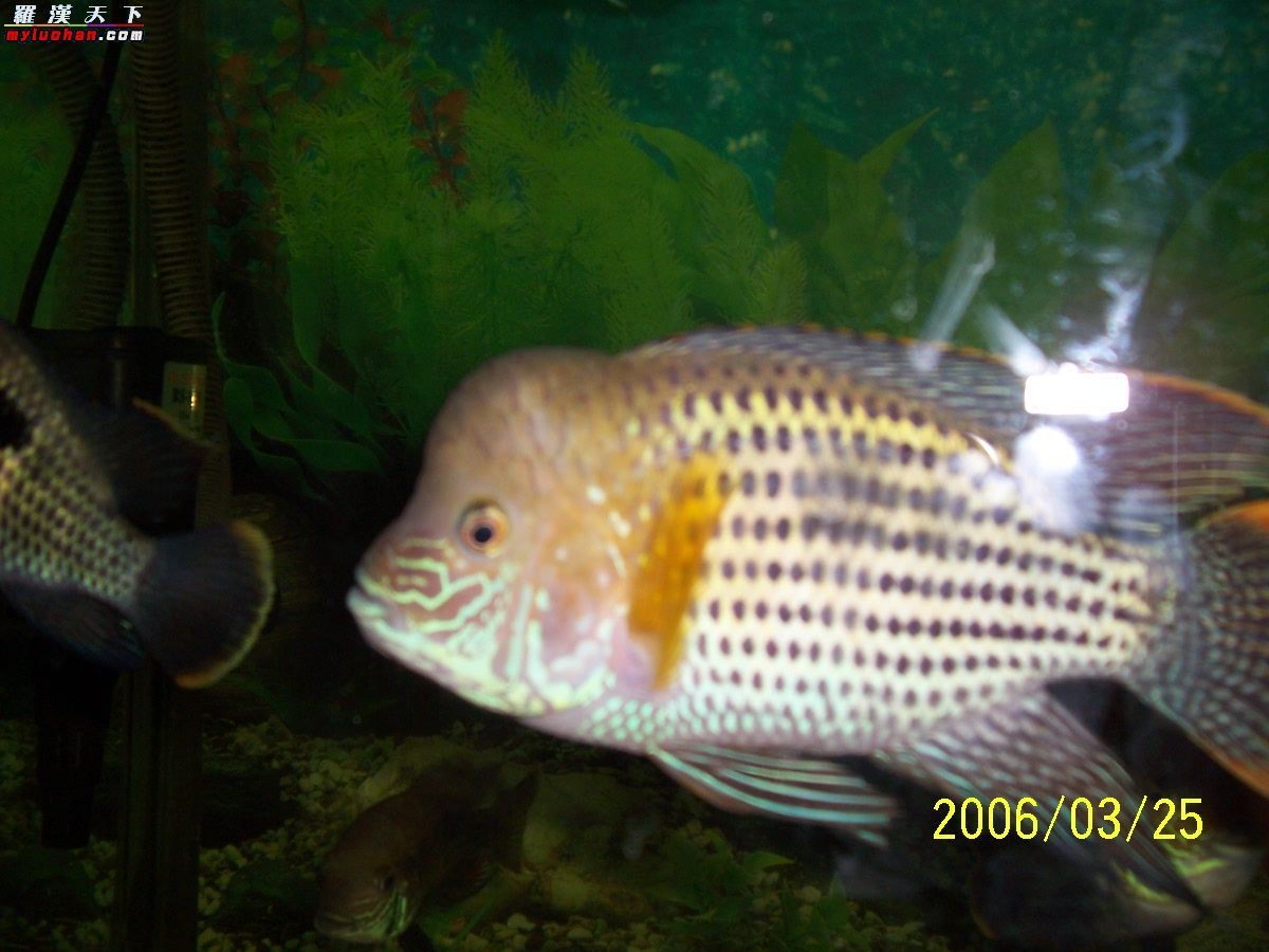 用户照片-Andinoacara rivulatus-玉面皇冠-喵潜AI鱼类辨识 FISH ID - 你的在线鱼书