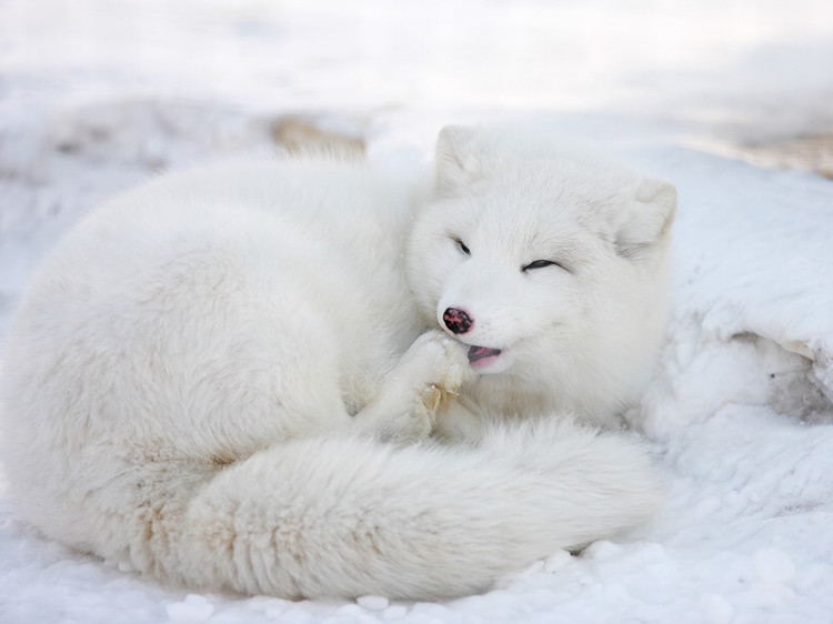 雪狐图册_360百科