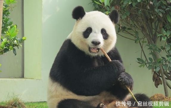 熊猫贝贝今天回国