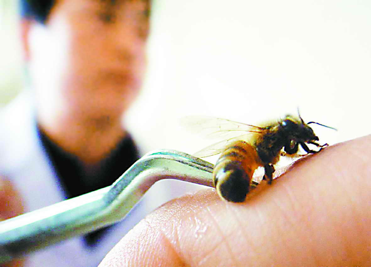 おいしい、たのしい、おもしろい！蜂の子の魅力 | 長野伊那谷観光局
