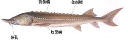鳇_360百科