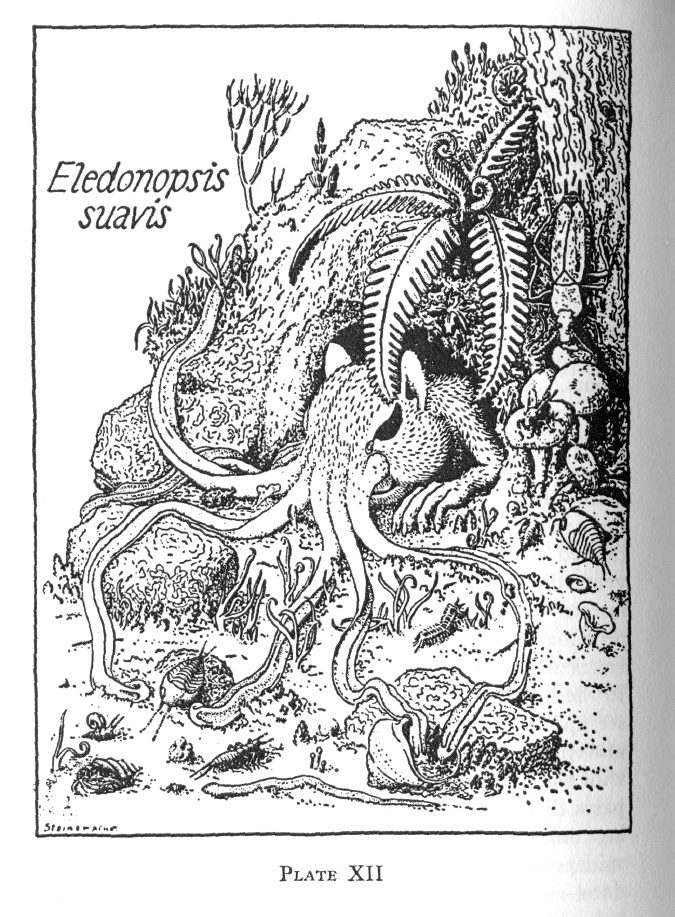 鼻行类动物_360百科
