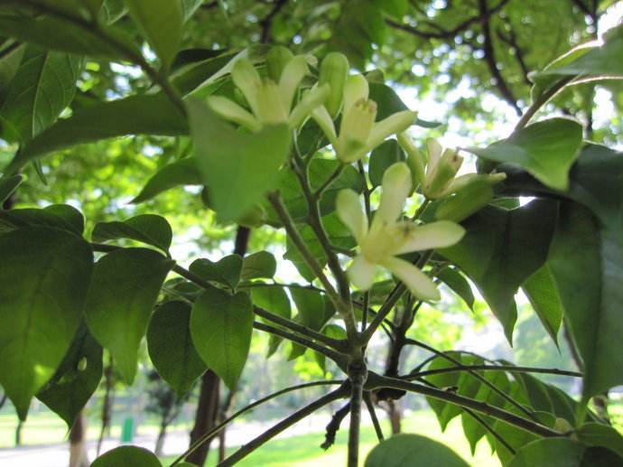 毛麻楝_360百科