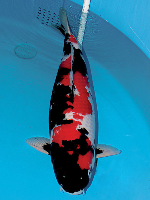 昭和三色锦鲤图册_360百科