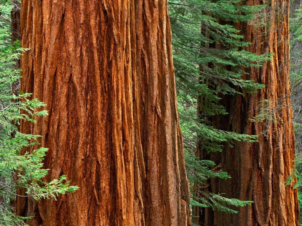 巨型美国加州红杉树在美洲杉国家公园，加利福尼亚 库存照片. 图片 包括有 国家, 本质, 最大, 叶子 - 111762864