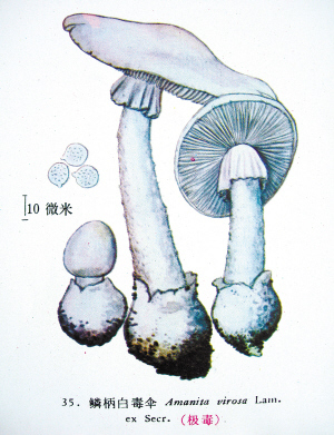 鳞柄白毒伞图册_360百科