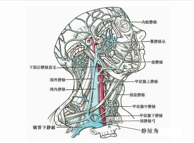 锁骨下动脉静脉解剖图图片