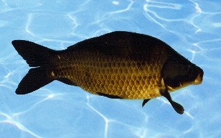 黑鲫 | carassius carassius(动物)_技点百科_技点网(动物)