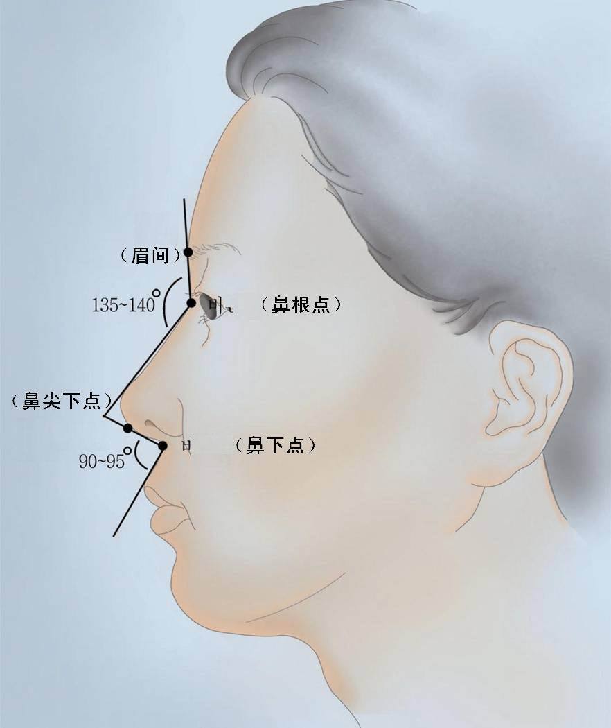 鼻梁_360百科