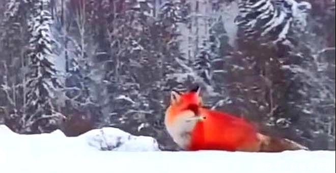 大兴安岭出现火狐