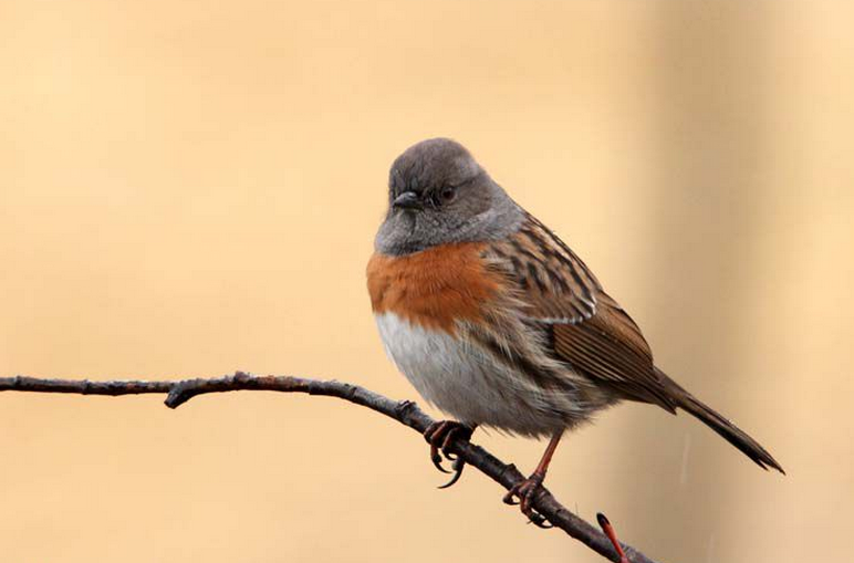 鸲岩鹨图册_360百科