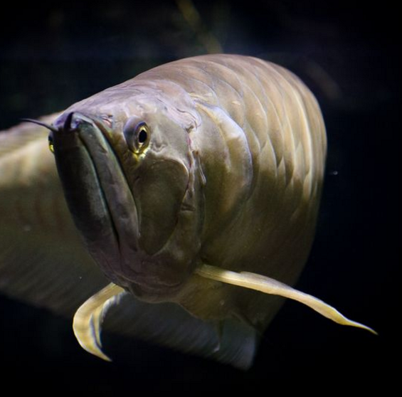 银龙 鲱形目骨舌鱼科淡水鱼 360百科