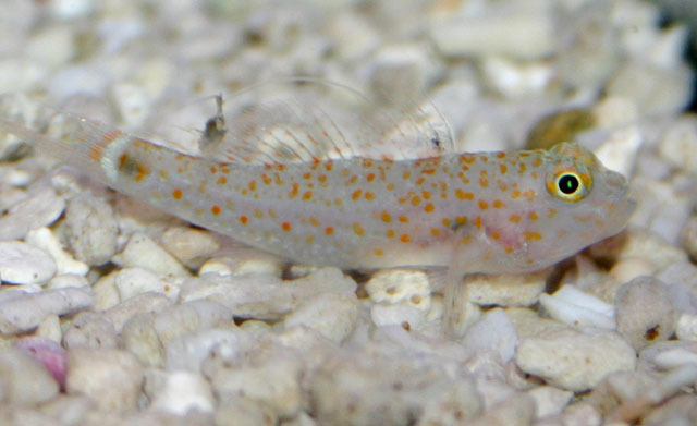 双斑星塘鳢动物辐鳍鱼类