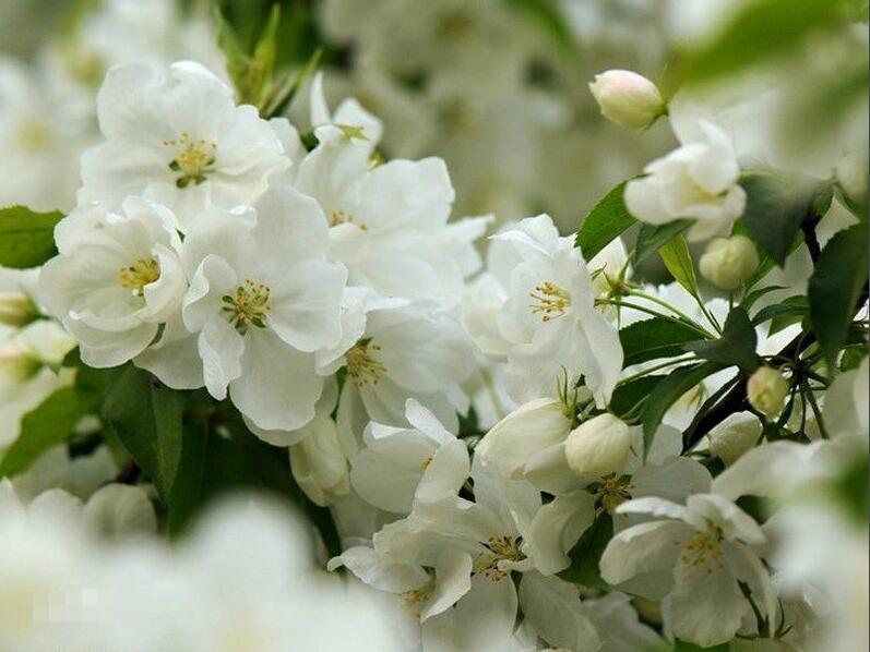 海棠花图册_360百科