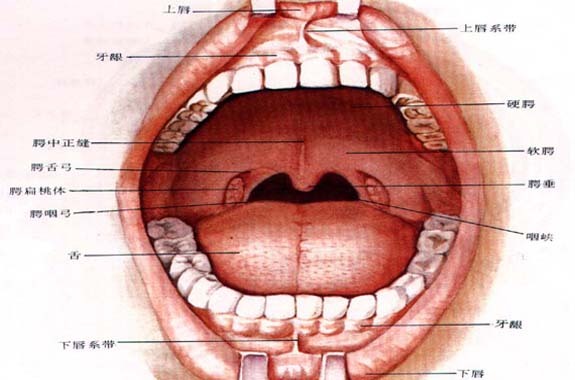 腭咽弓图片