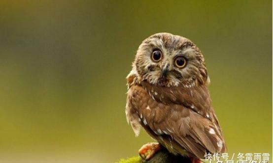 小球什么意思啊