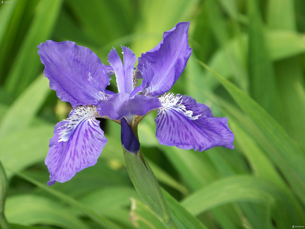 鸢尾草图册_360百科