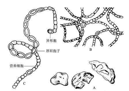 念珠藻的结构图图片