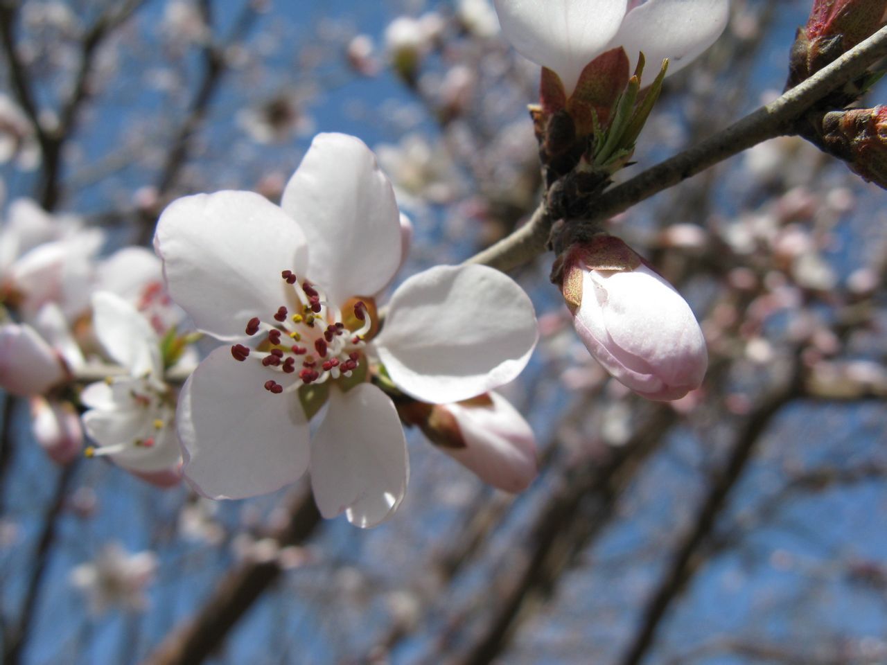 胡桃花 求真百科