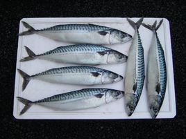 鲭鱼图册 360百科