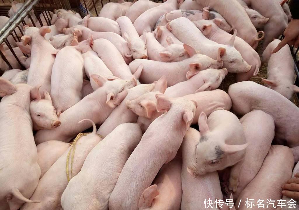 贵州省生猪价